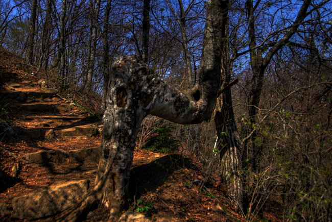 mitousan hike bent tree